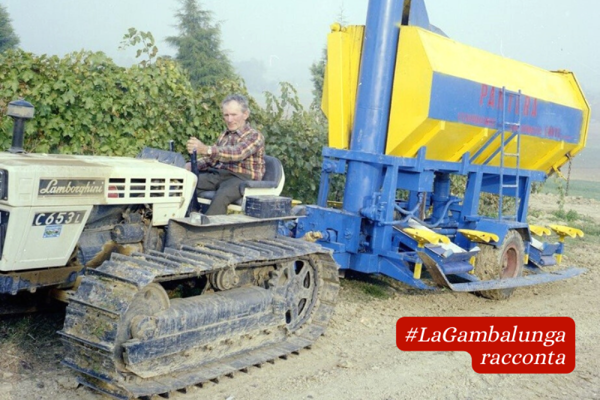 Ottobre 1977, Pedrolara di Coriano. L'agricoltore Vincenzo Conti alla guida del trattore che traina la vendemmiatrice semi-automatica "Pantera Riminese" (Foto D. Minghini)